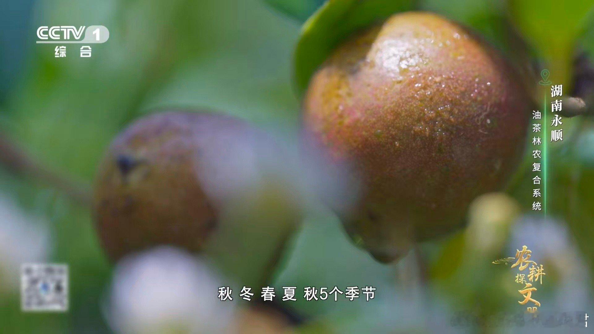 油茶树是植物界的时间管理大师这么拼的树你见过吗湖南永顺的油茶树，绝对是自然界的