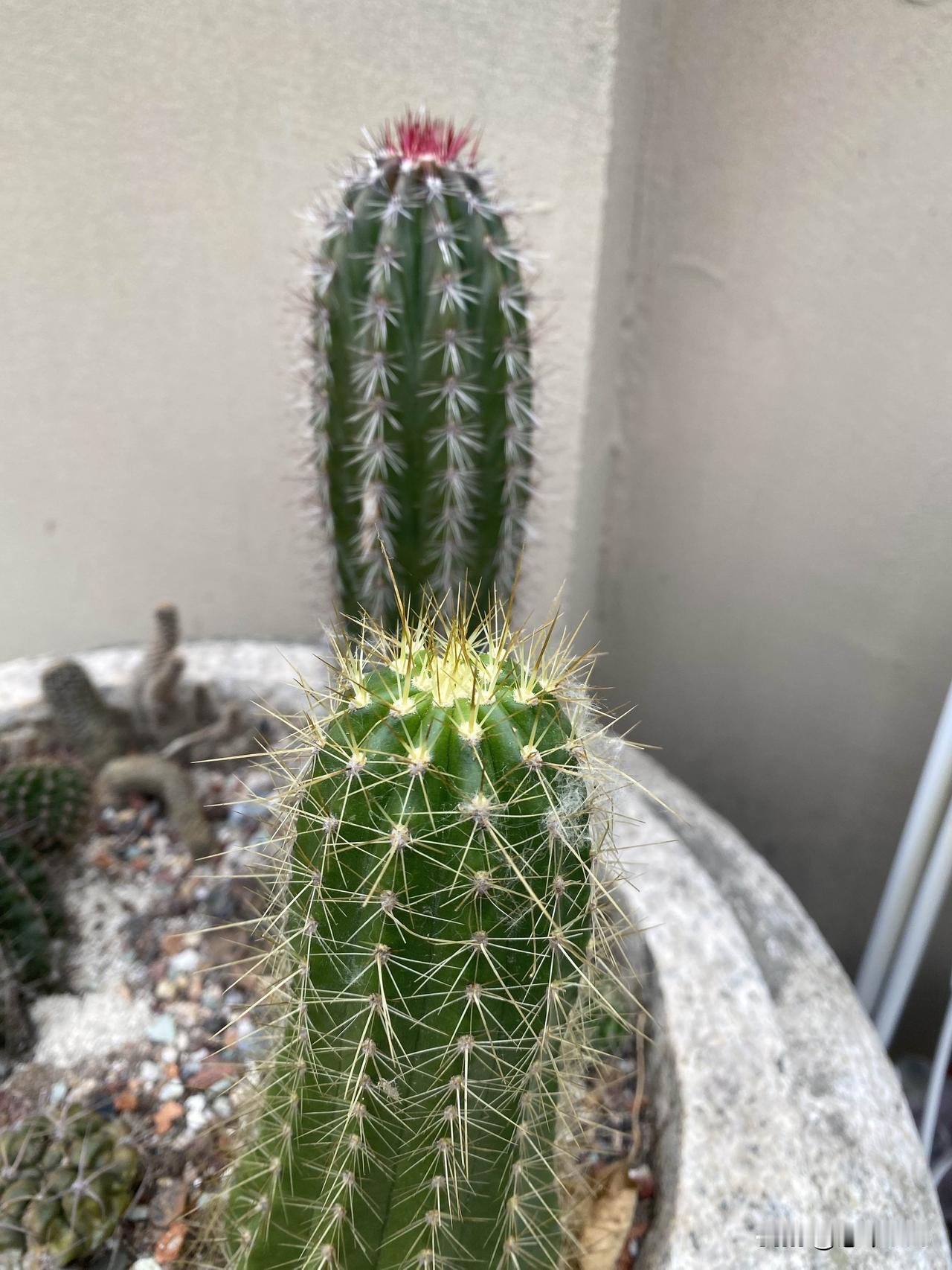 春天是仙人球快速长大的季节，很多仙人球都在长中刺，仙人球长中刺，就是服盆服土了，