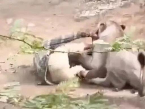 印度一名普通牧牛人清晨放牧时，惨遭百斤野生母狮突袭扑倒，被死死锁在身下动弹不得，