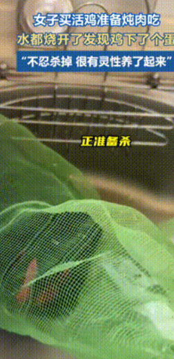 万物皆有灵！”江西鹰潭，一女子买了只活鸡打算炖汤喝，没成想水都烧开了，却忽然鸡突