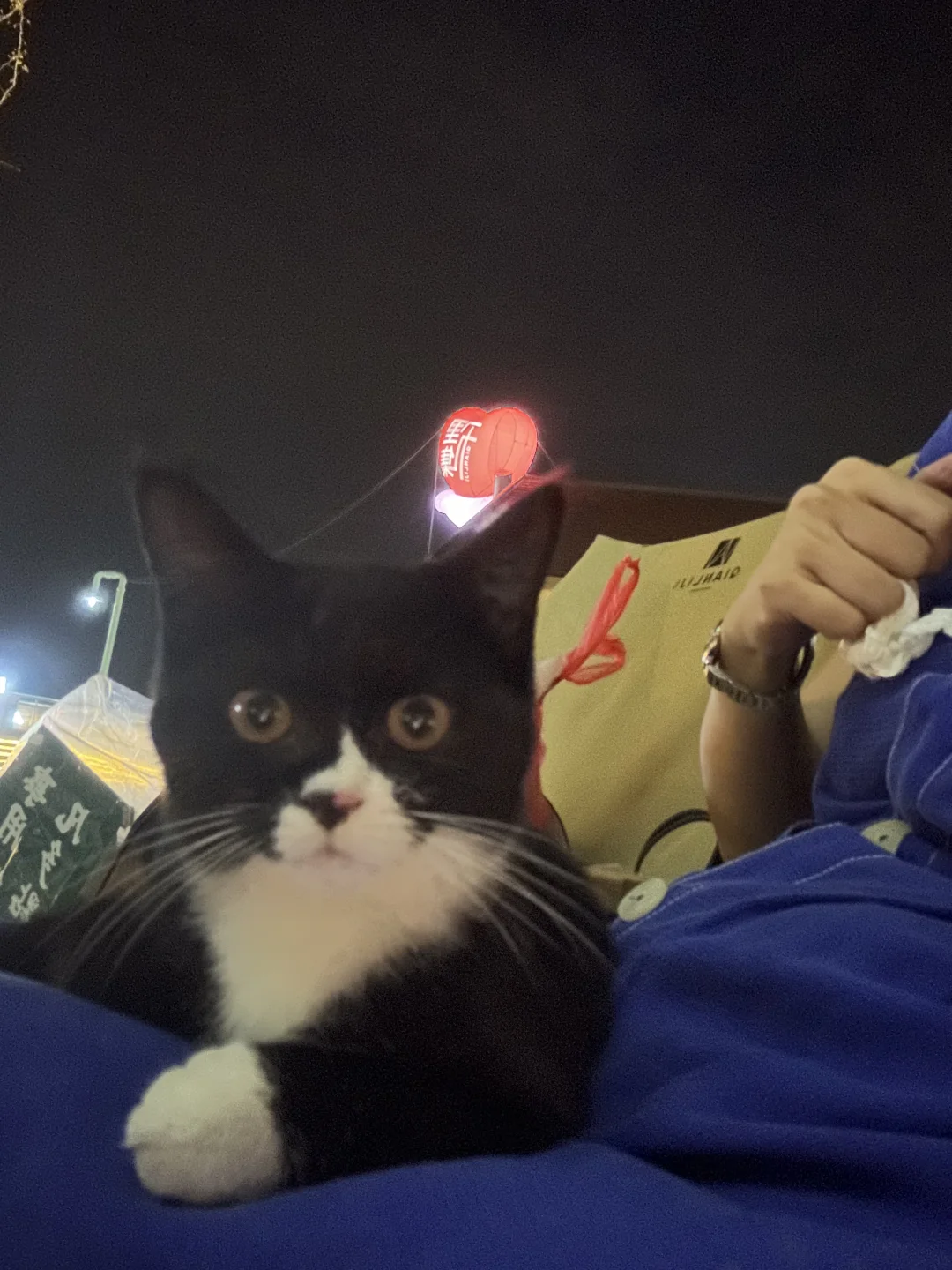 完犊子了！出差被奶牛猫碰瓷了，赖着不走咋办