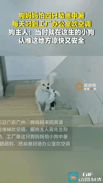 “母爱不分物种”广东，一只狗妈妈担心4只幼崽中暑，每天一趟趟将狗崽叼进工厂办公室