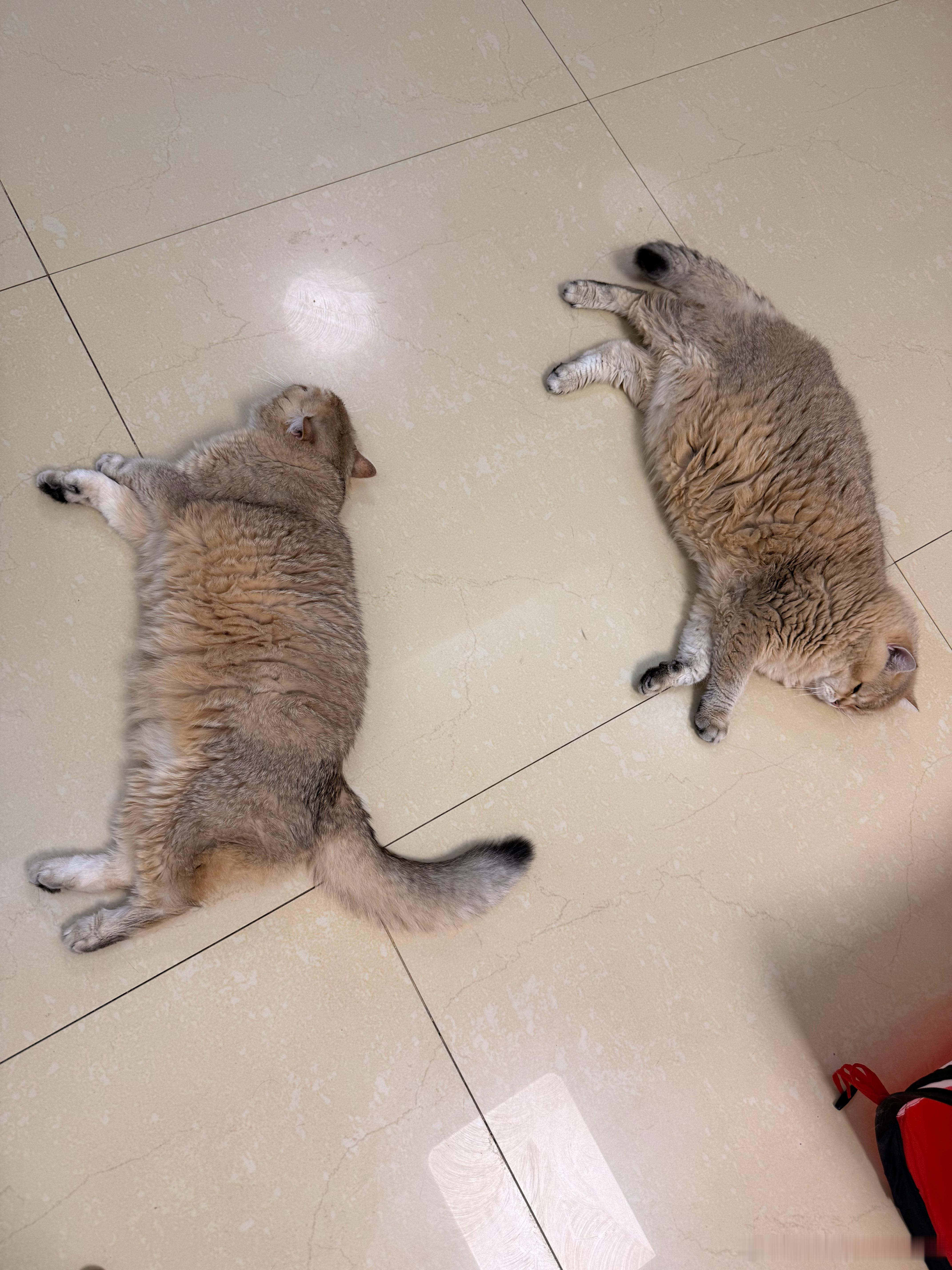 三只猫，分工明确：一只傻，一只猛，一只萌。萌宠猫咪