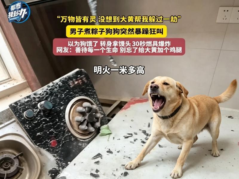 这大黄狗真的成精了！近日，山东一男子在厨房煮粽子，本来一切平平无奇。突然，