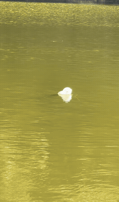 这个鱼漂哪里卖？必须拿下！