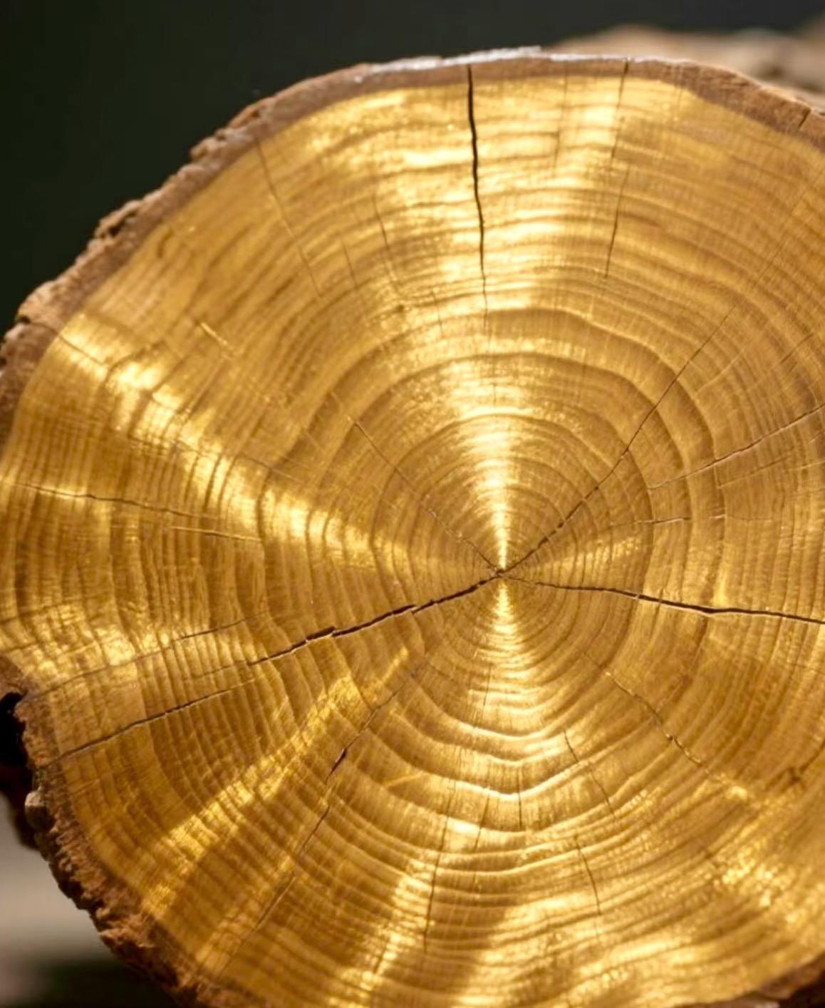 我一直以为金丝楠木是某一种特定的树，直到最近查资料，我才发现原来它不是树种名称。