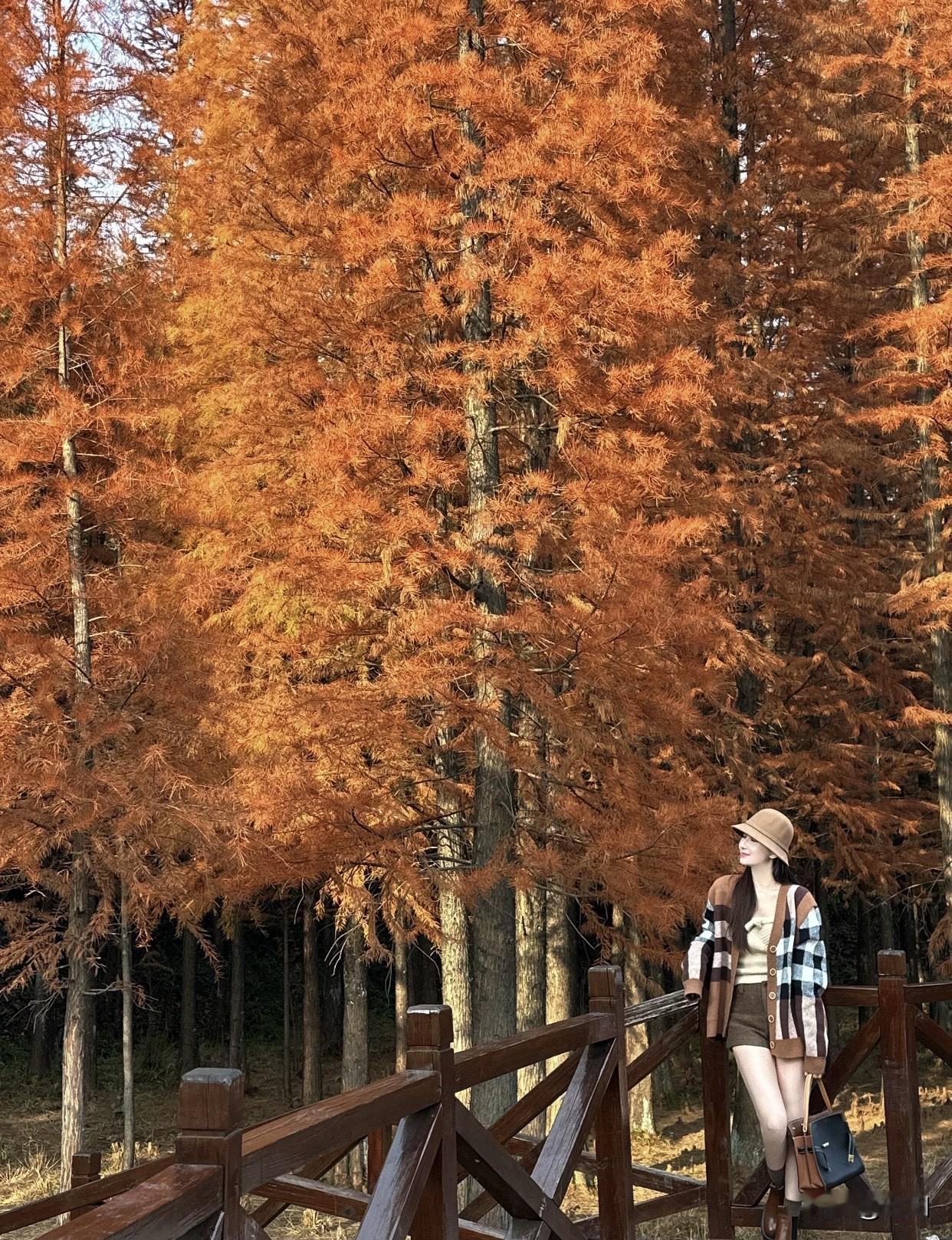 用一张图片来记录生活红叶林中行，秋意满衣襟。