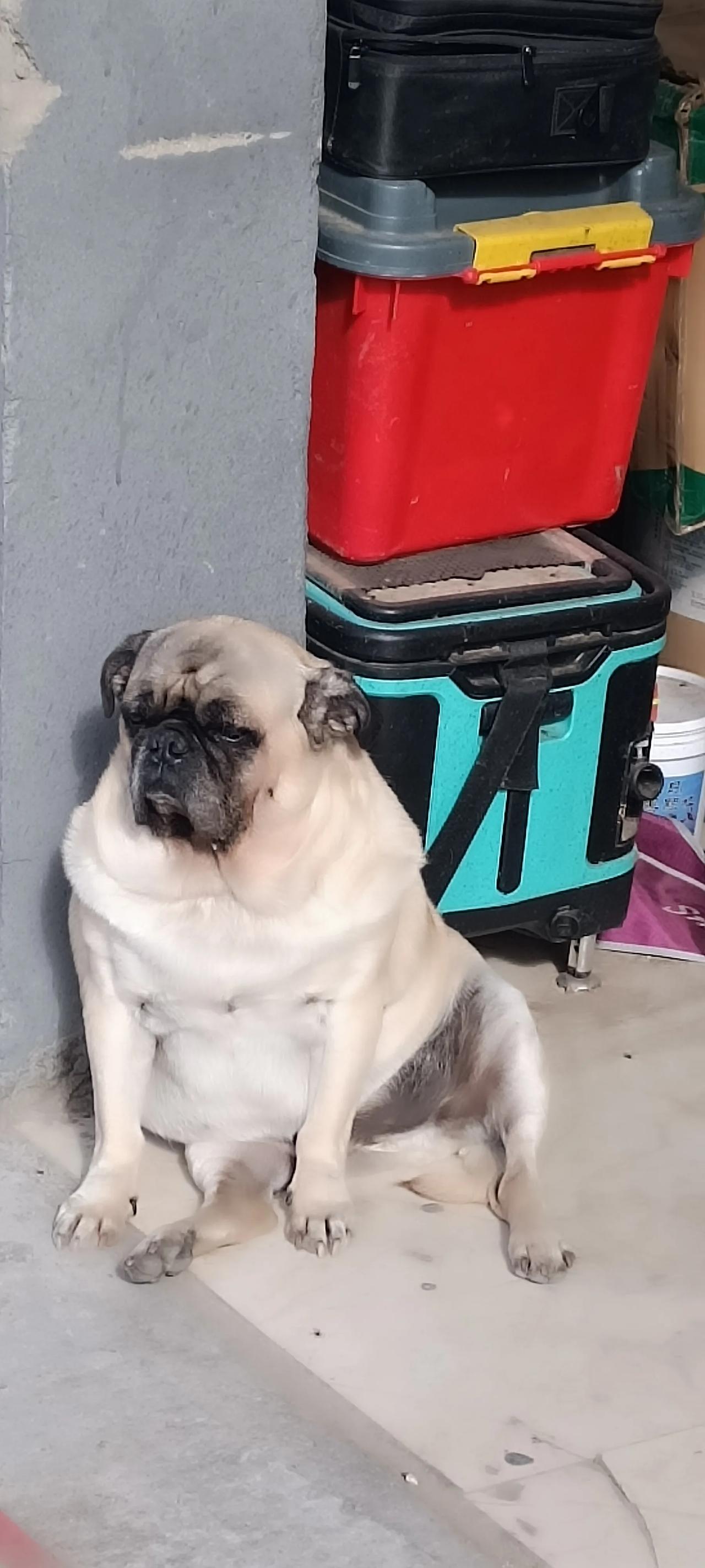 这么丑的狗，坐得倒是蛮好看的!