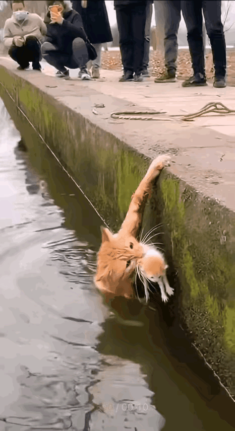 这只可怜的猫咪，是如何掉到水里头的呢？虽然没有看到完整的画面，但是真怀疑这是有些