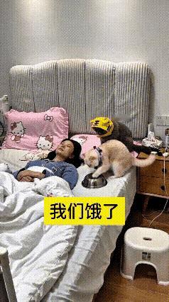 女主人上班累了，回到家就呼呼大睡，忘记了喂猫咪。两只猫咪把饭盆叼到主人床头，黄猫