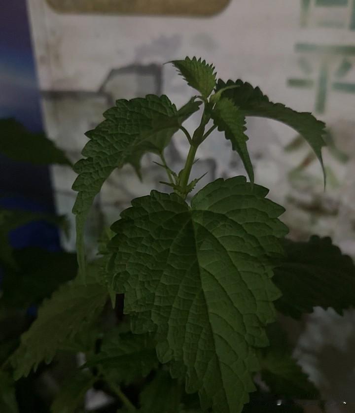 催收突然消失了，是暴风雨前的宁静吗？终于忙完月底，坐下来歇一歇，突然发现一个