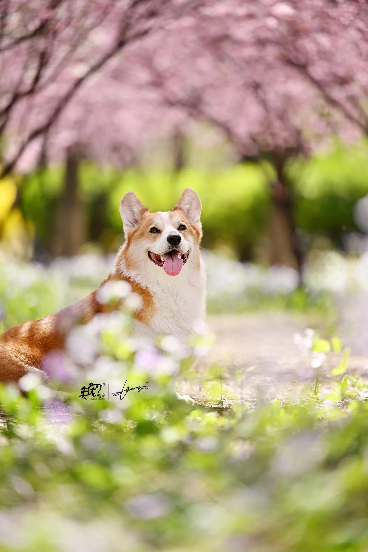 柯基和春天，是双倍的可爱暴击【花海拍摄】4月花海最后10天😘
