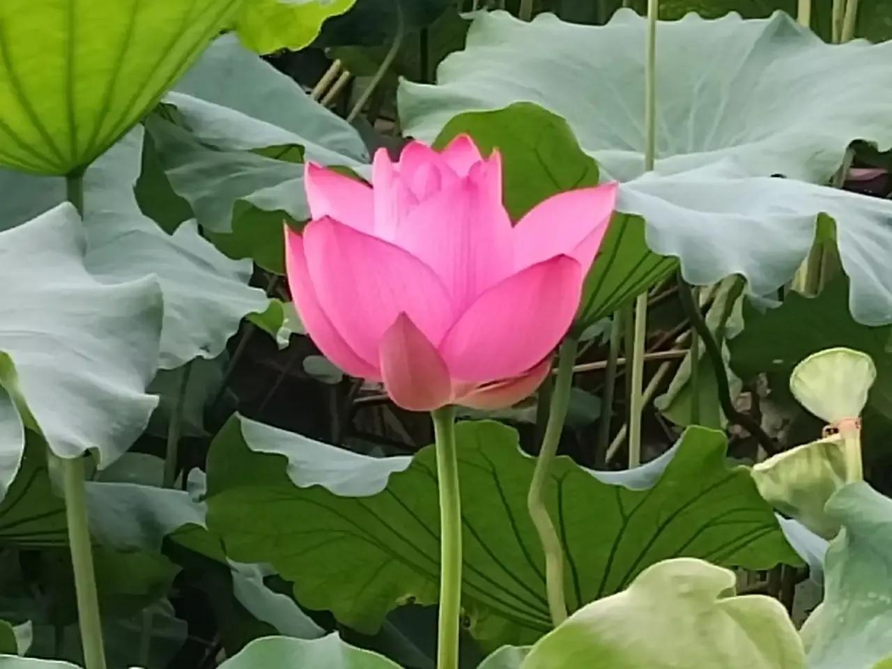 穿越盛夏的秘境，荷花以一袭霓裳羽衣，轻舞于绿波之上。每一朵荷花，都是盛夏的梦境，