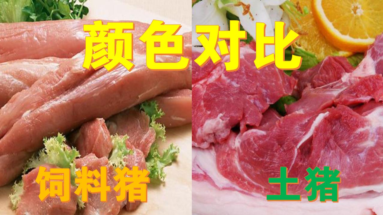 为什么现在的猪肉不香了？其事是猪、养法、咱的嘴，全变了！1.猪种变了：以前