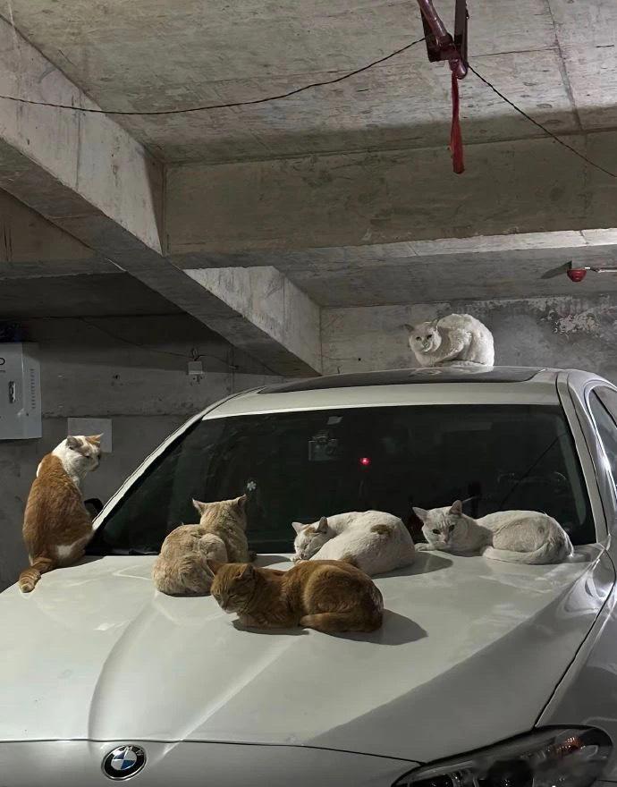 猫猫车宠物卖萌中心​​​