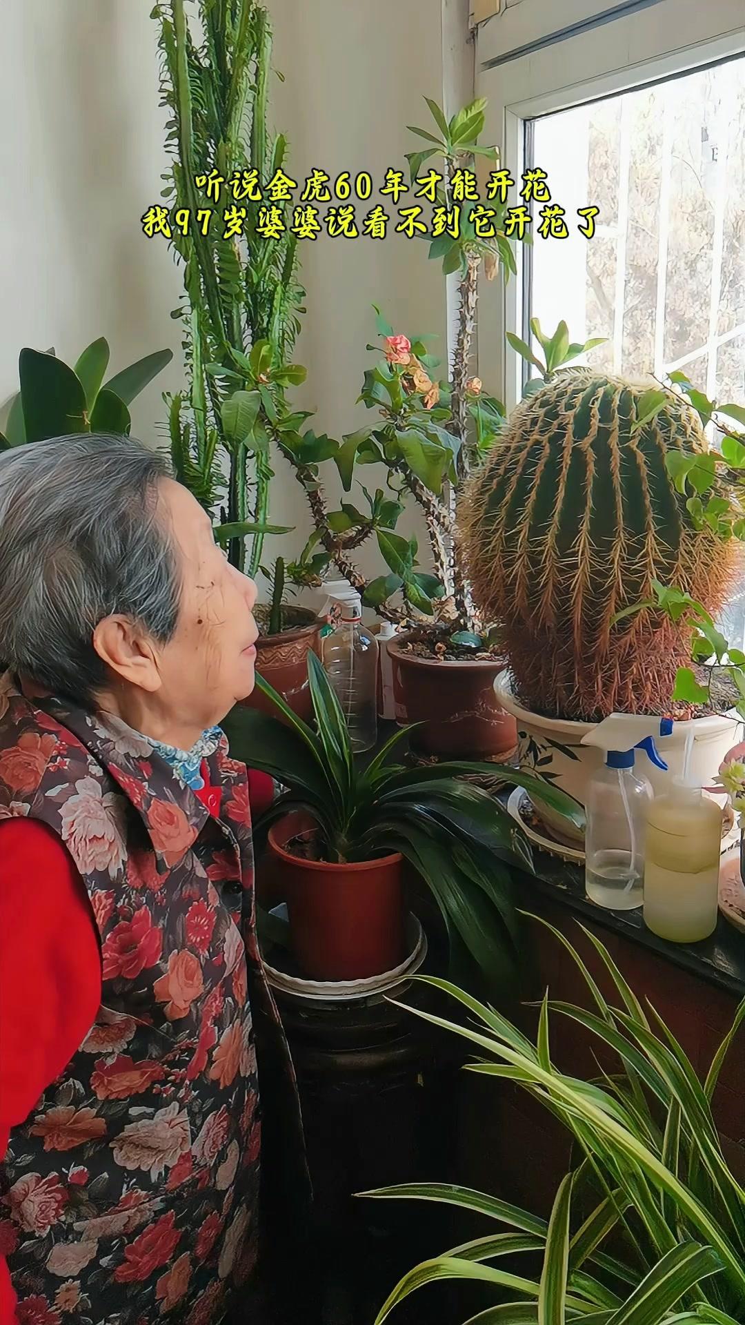 🍵养了60年的大金虎，这辈子都等不到它开花了～毕竟这植物要六十年才能绽一次花，