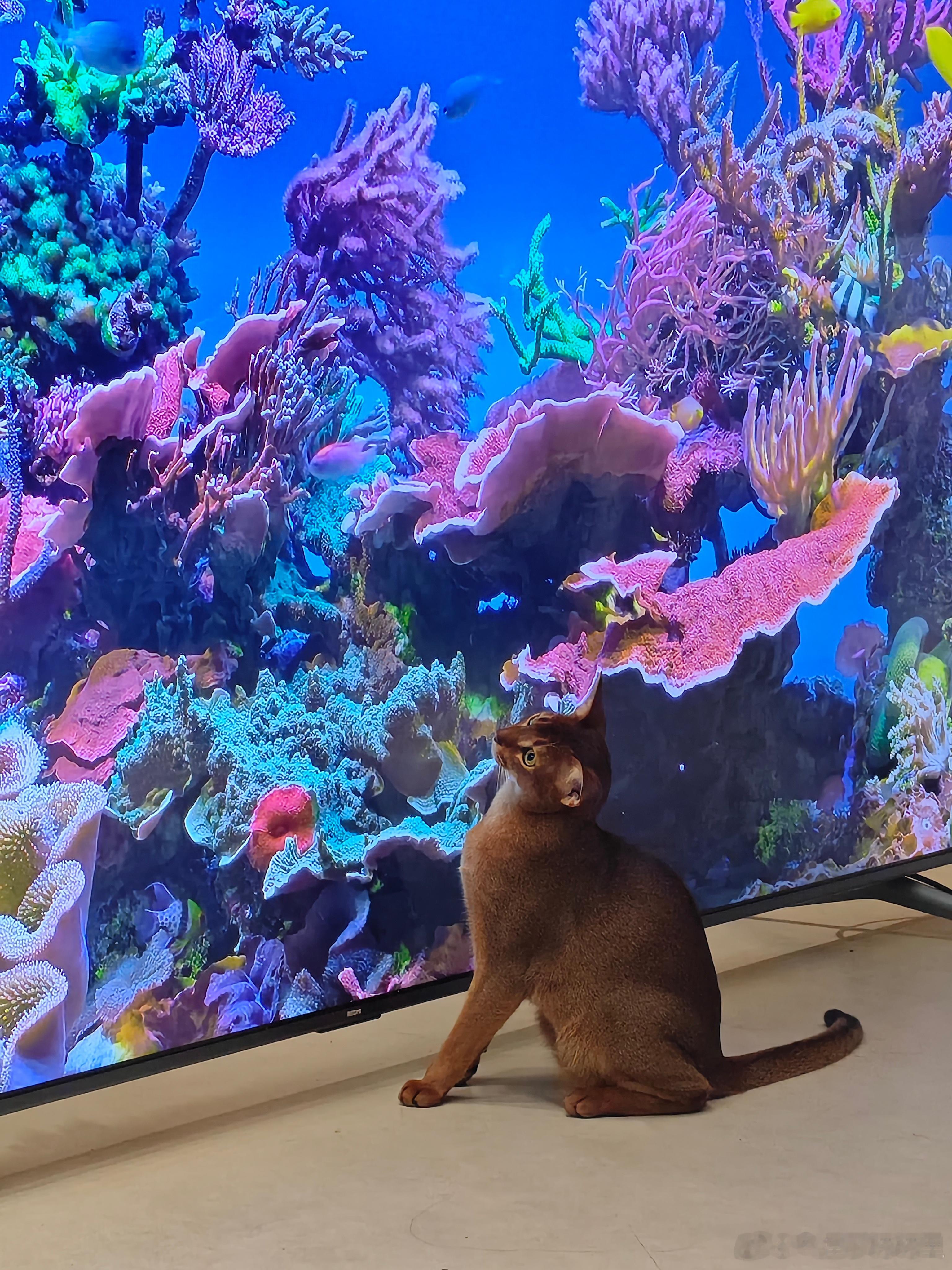 给猫猫准备的超大赛博鱼缸[doge]​​​