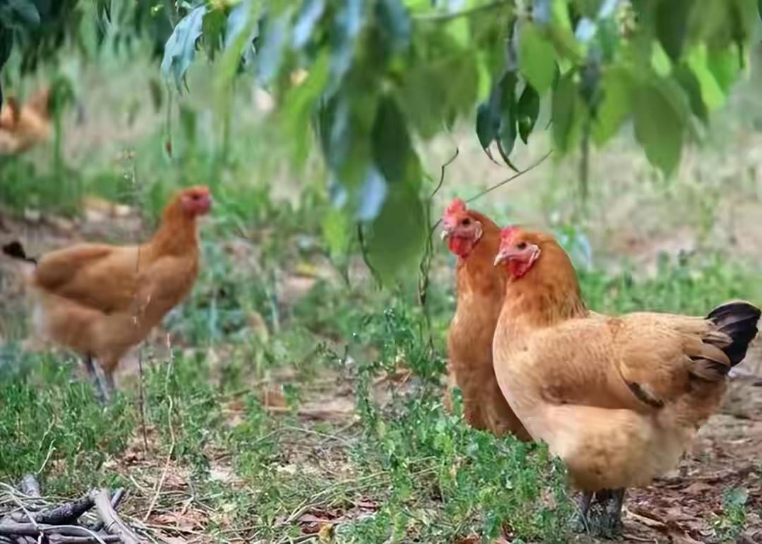 三只鸡事件，很多人说是董宇辉开始疯狂逐利了，我觉得不然。我认为主要原因是董宇辉太