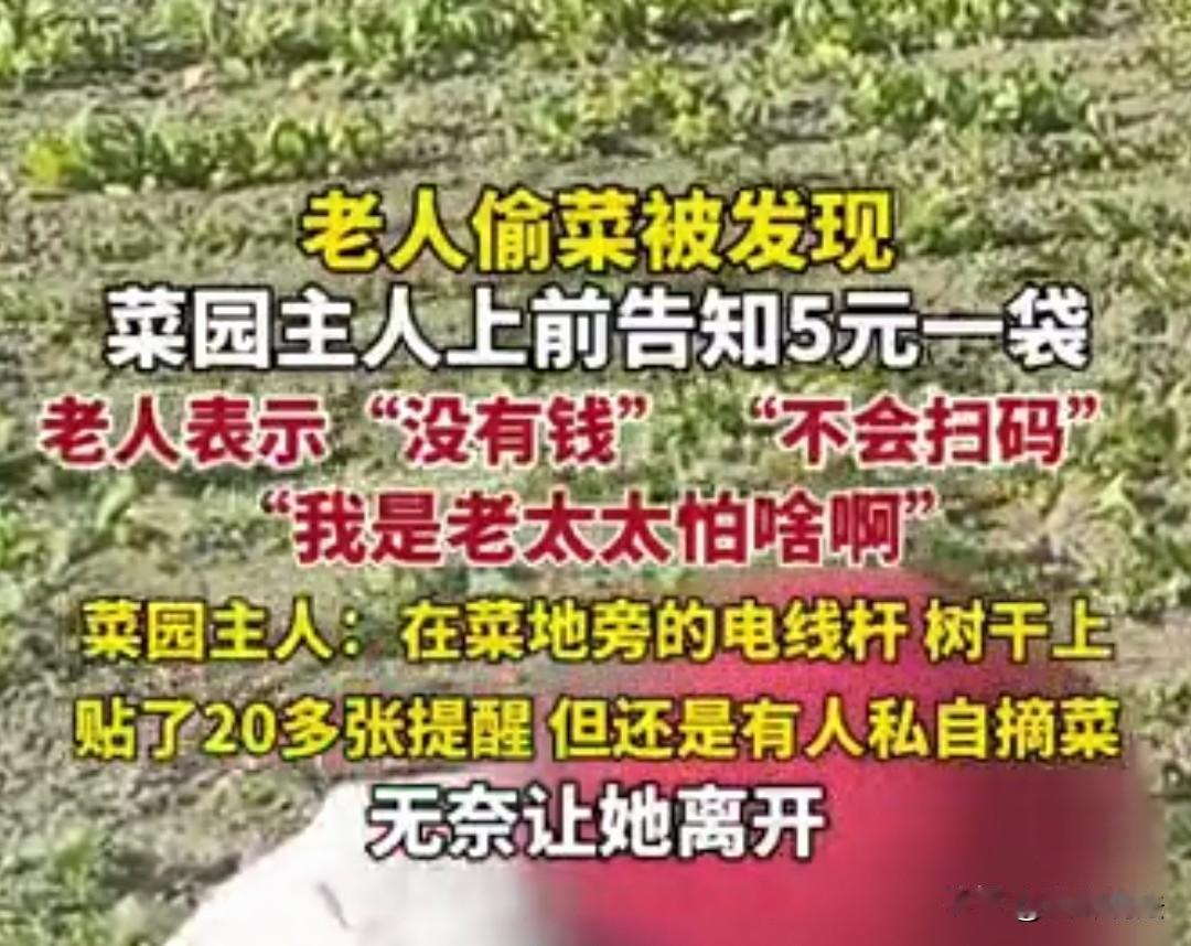 “我是老太太我怕啥！”北京，老人在菜园偷菜被发现，菜园主人和她说5元一袋，老太太