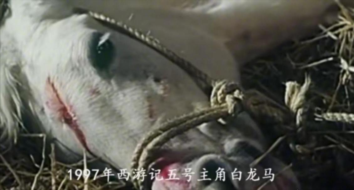 1988年，古装神话剧《西游记》拍摄结束后，导演杨洁将剧中的白龙马送到了
