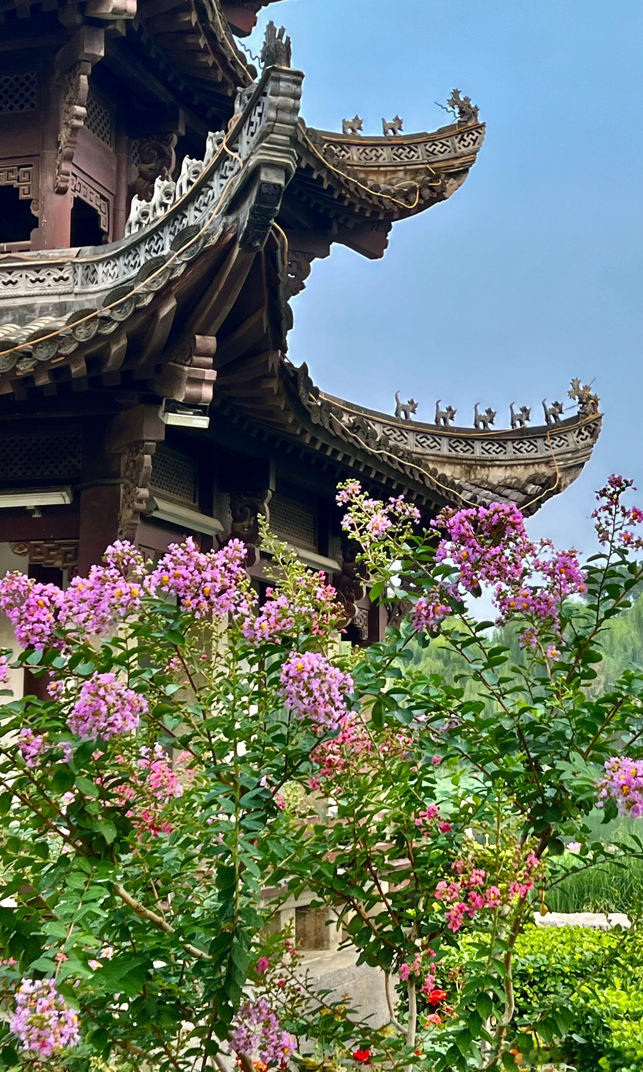 北京陶然亭公园紫薇花盛开摄影​​​