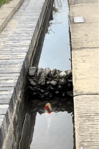 万万没想到！四川，一游客在景区看到一条鲤鱼准备跳跃龙门，鲤鱼跳了很多次都没有成功