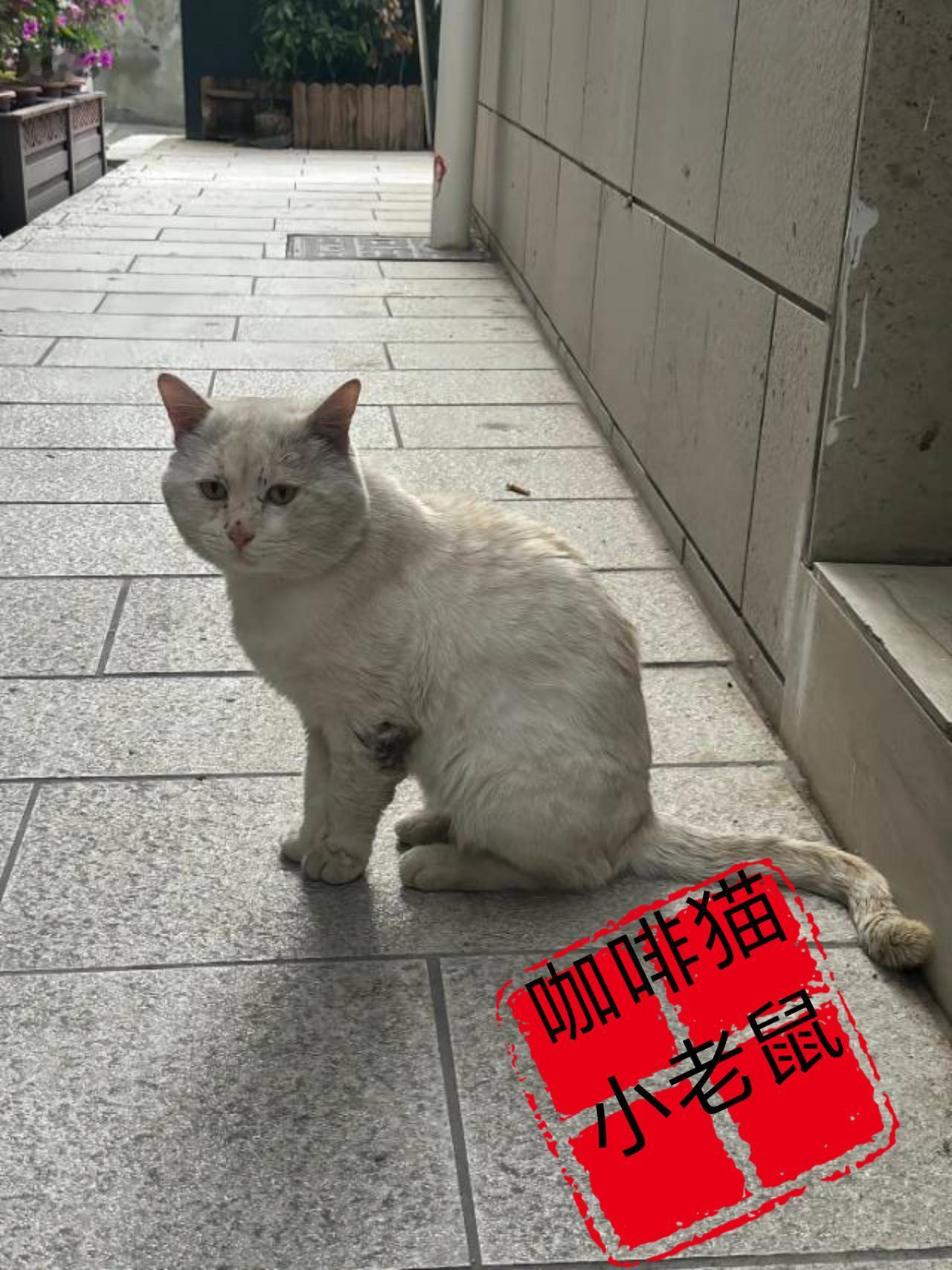 主人将猫咪丢弃在楼道内随后一走了之，殊不知:这只忠心耿耿的家猫，竟然连续在楼道口