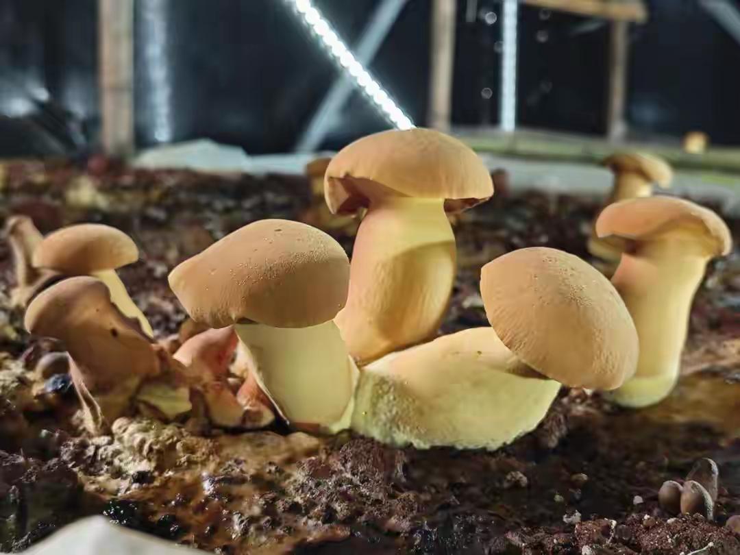 云南堪称野生菌的植物王国，野生菌品种丰富多样。其中，最为珍贵的要数见手青，其肉质