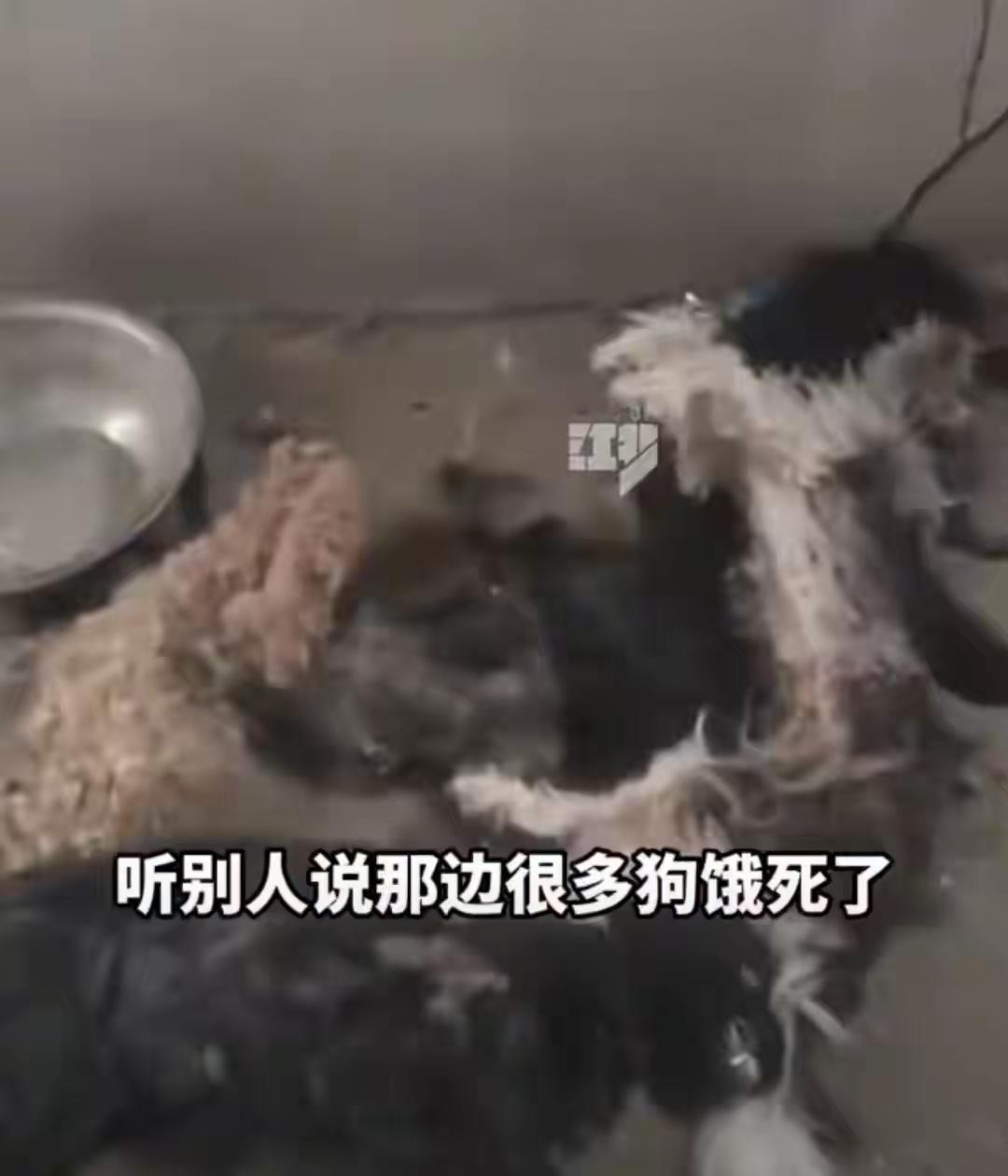 100多条狗饿20多天所谓的很多收养流浪狗的人，不是多么有爱心，而是为了靠流浪