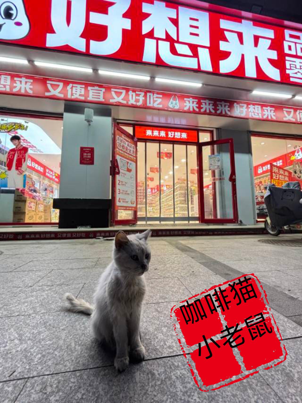 主人将自己的爱猫遗弃在经常带他出没的大街上，随后带上自己的行李一走了之！殊不