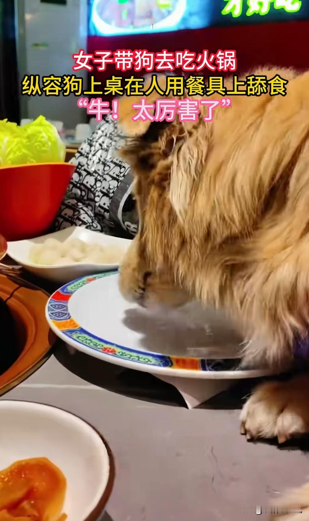 这狗主人，缺德。鉴定完毕。