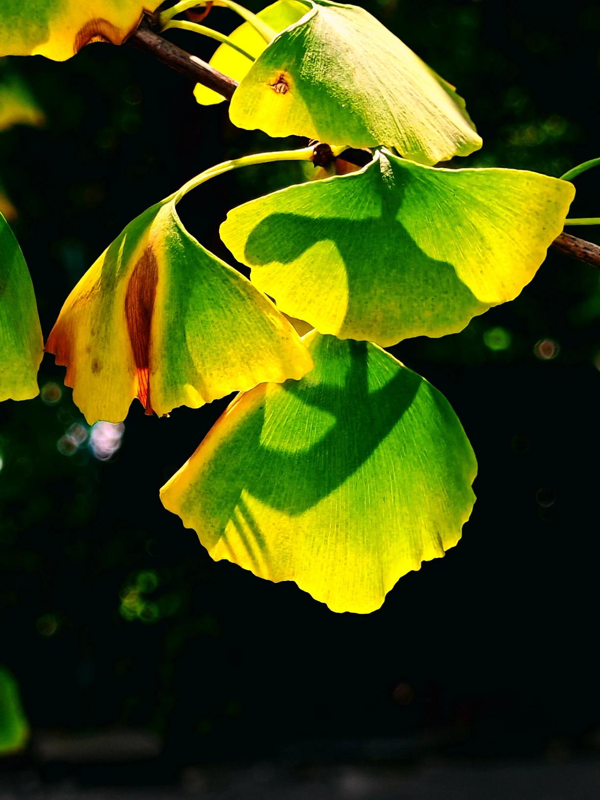 阳光下逆光拍银杏叶，那美感真是绝了！当光线从叶片后方照射过来，每片银杏叶的脉络都