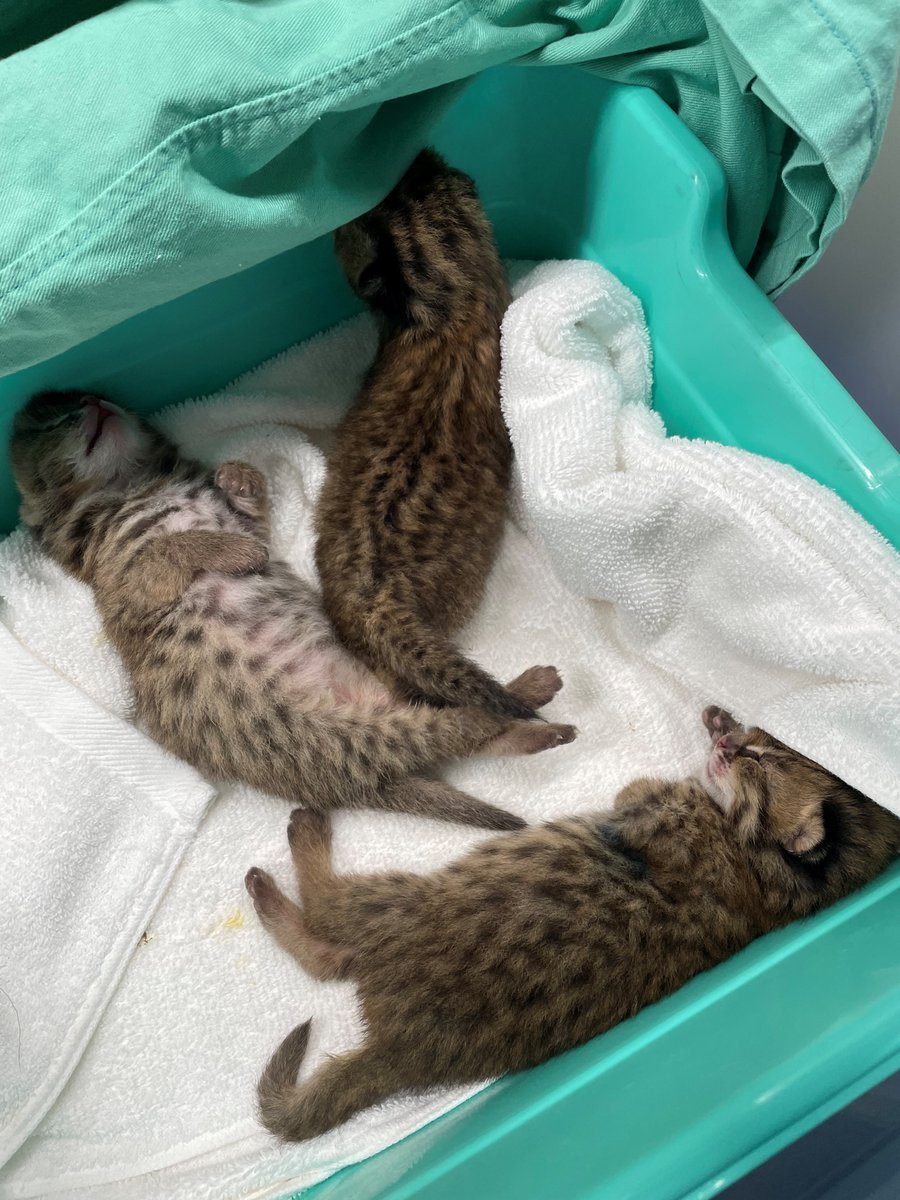 阿穆尔豹猫四月底出生的3只小可怜，妈妈米雷不幸在分娩中离世了。不幸中的万幸，留