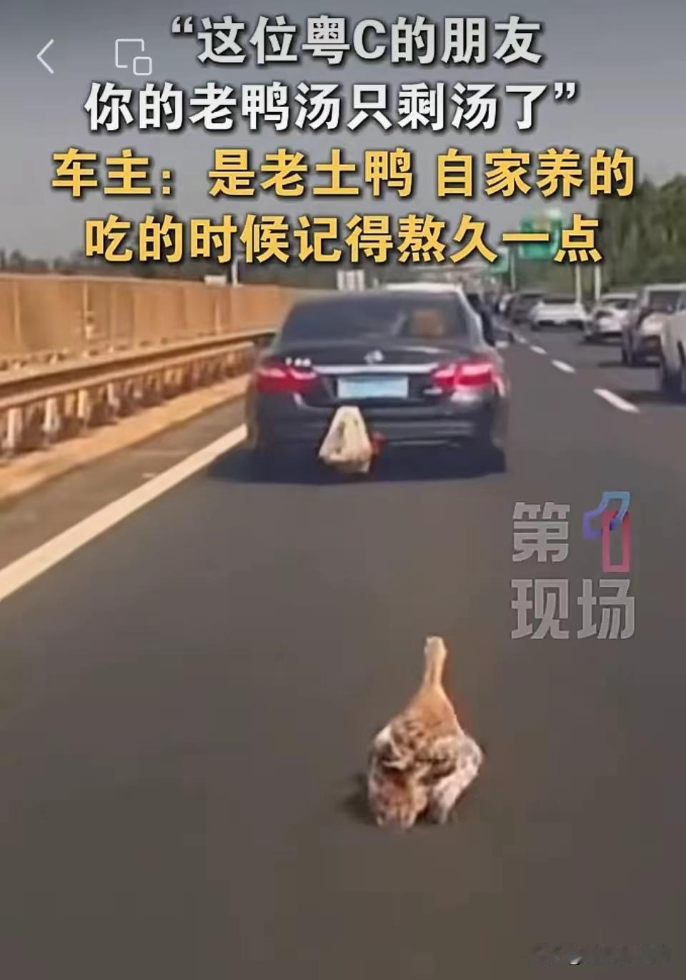 高速上“飞”来一只土鸭？粤C车主的操作笑翻全网高速路上，一只自家养的老土鸭