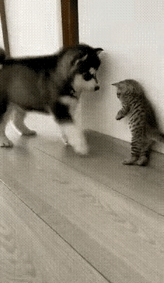 护犊子的老猫[呲牙笑]二哈闲得慌，跑去逗小喵；小喵被吓哭，站立又摔倒；猫妈