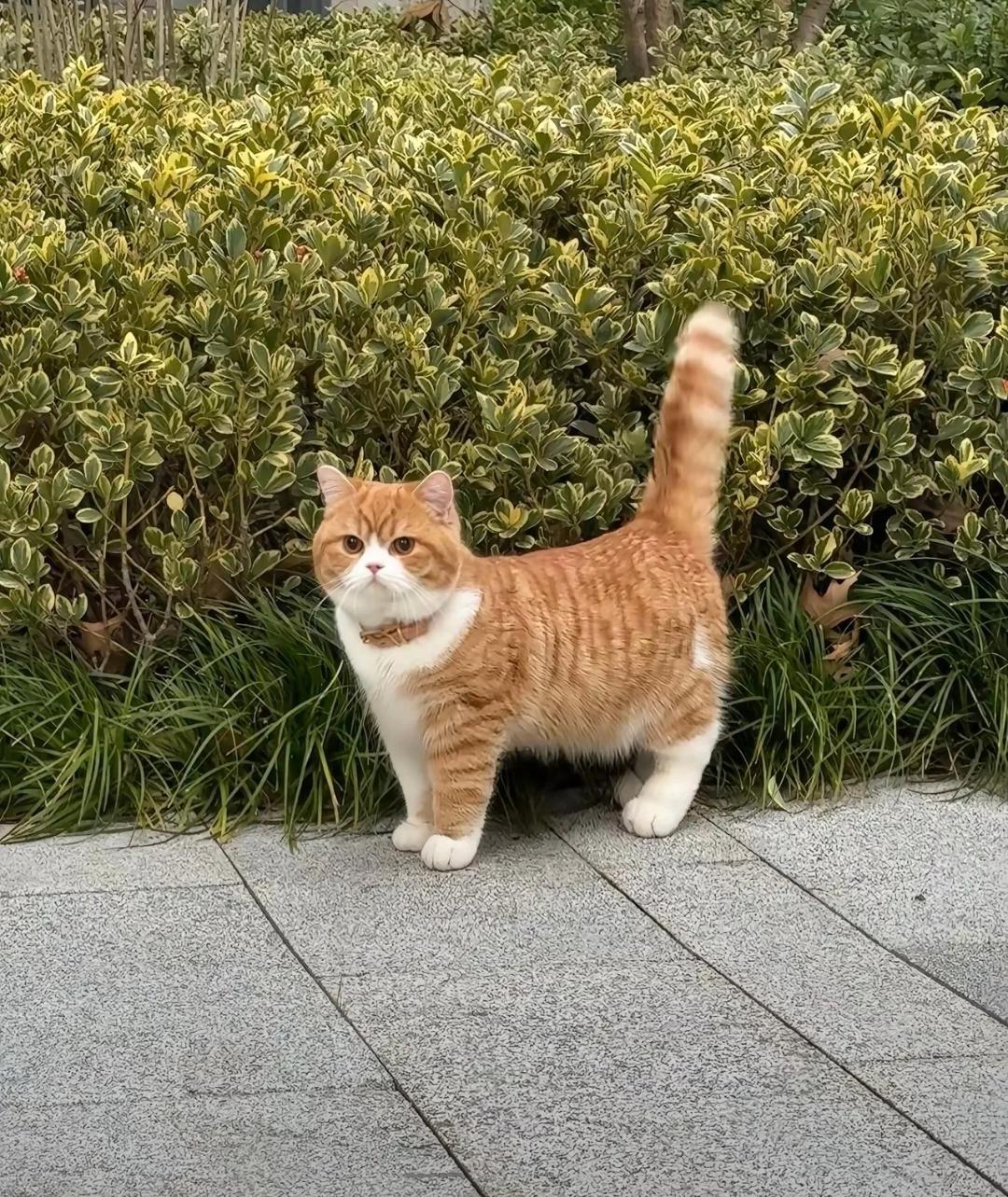 防止你没见过：这么标准的猫🤩​​​笑不活了！猫界居然有“国标版”？这只