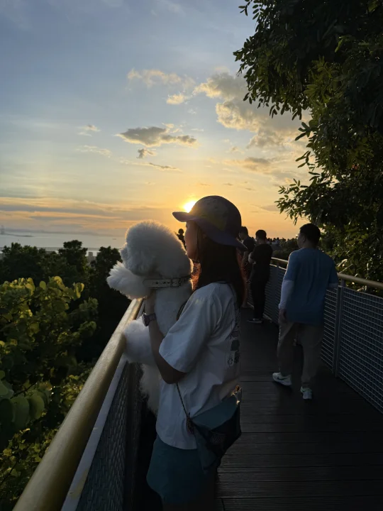 晚霞小狗