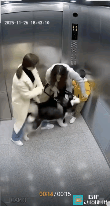 吓着宝宝了。一女士牵着二哈和另外一位带着宝宝的女士同时进入电梯。二哈忽然对站在