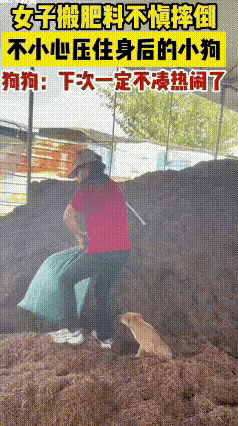 搬肥料现场翻车！小狗凑热闹惨遭“肉身垫背”，干活可千万别瞎围观，就连小狗都逃不过