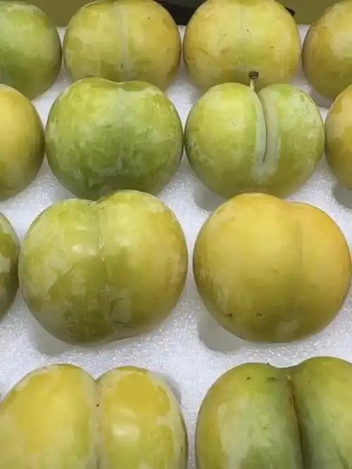 贵州安顺的夏日李子界的“顶流”——六马蜂糖李打卡！