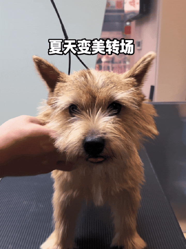 潦草小狗变身女明星做个动图黄景瑜的经纪人KPI+1真的非常用心在帮夏天铺花路了[