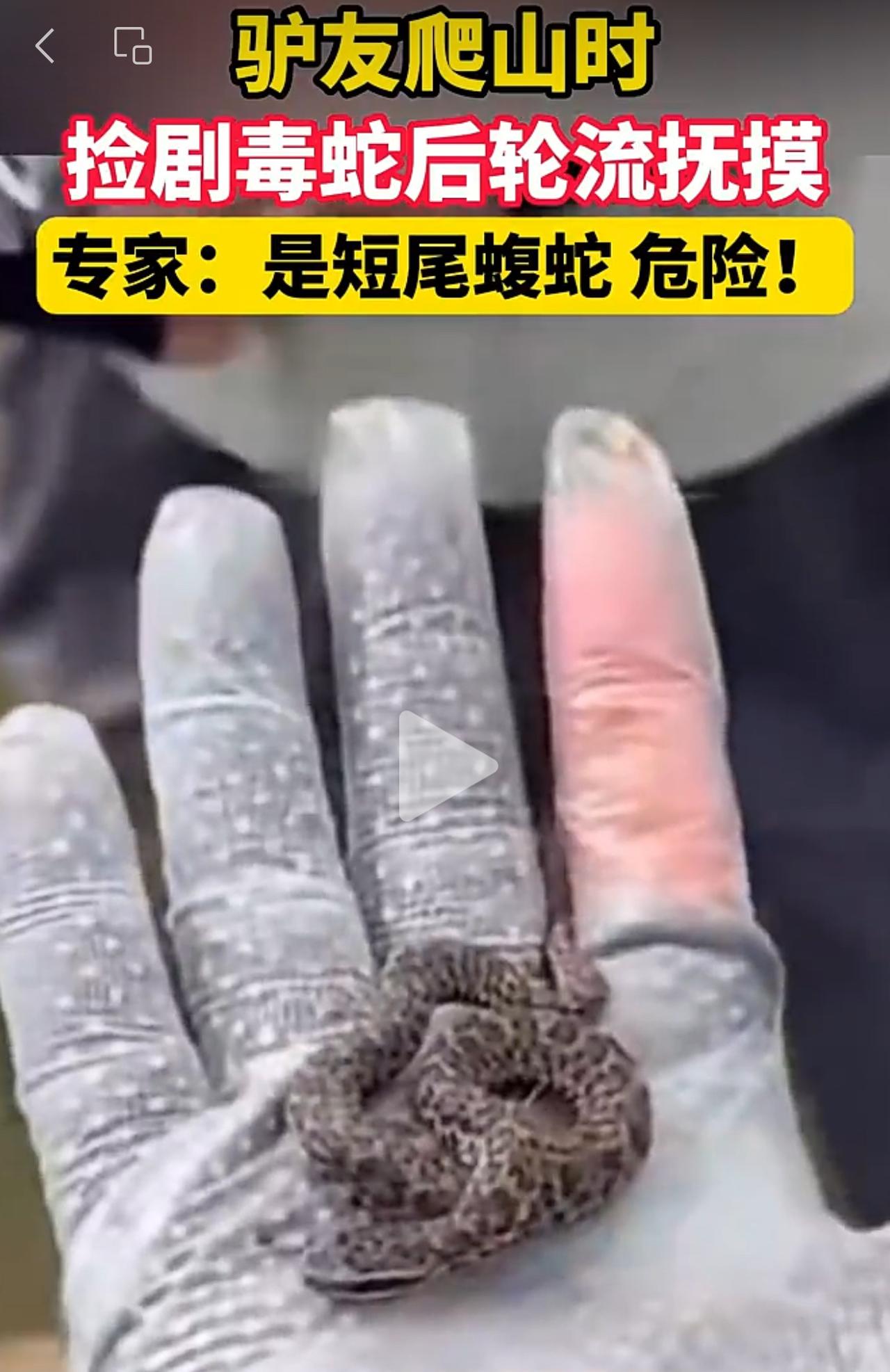 有句话叫不作死就不会死。一群驴友爬山，捡到一条剧毒蛇，居然放手心把玩！还好这条蛇