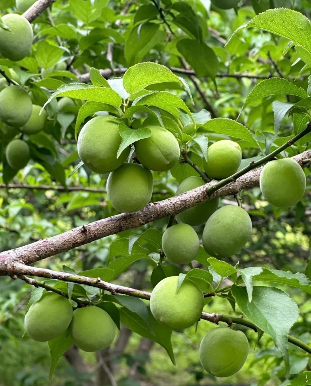 青梅的种植方法1.选地整地：选择土层深厚、肥沃湿润的平地或缓坡，pH值6