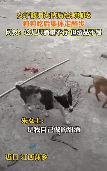 长见识了！江西一女子，将自家米酿酒，结果酿酒有些失败，想着也不能浪费了，就随手倒