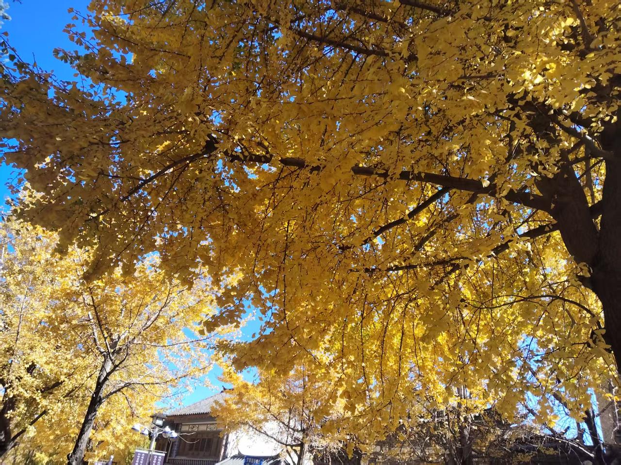 记者:总统先生，你知不知道泰国和柬埔寨又打起来了。懂王: