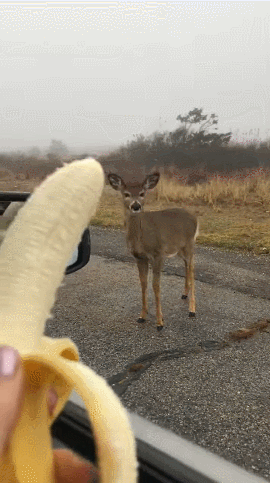 野生动物：看见那边红红绿绿的跑很快的方壳子么？你上去卖个萌，一般就会有好吃的伸出