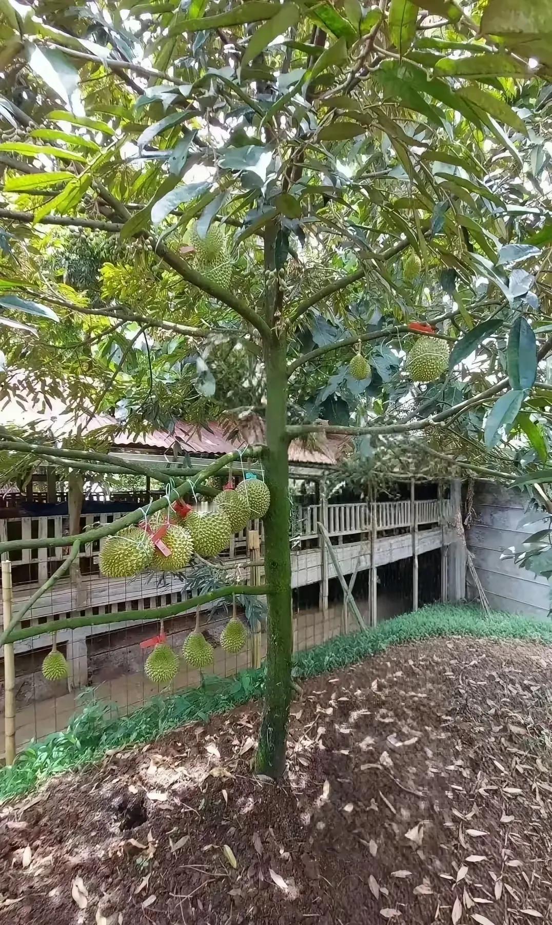 我国海南种植的榴莲，马上就要上市了。以前我国的榴莲都是需要从他国进口进来的，