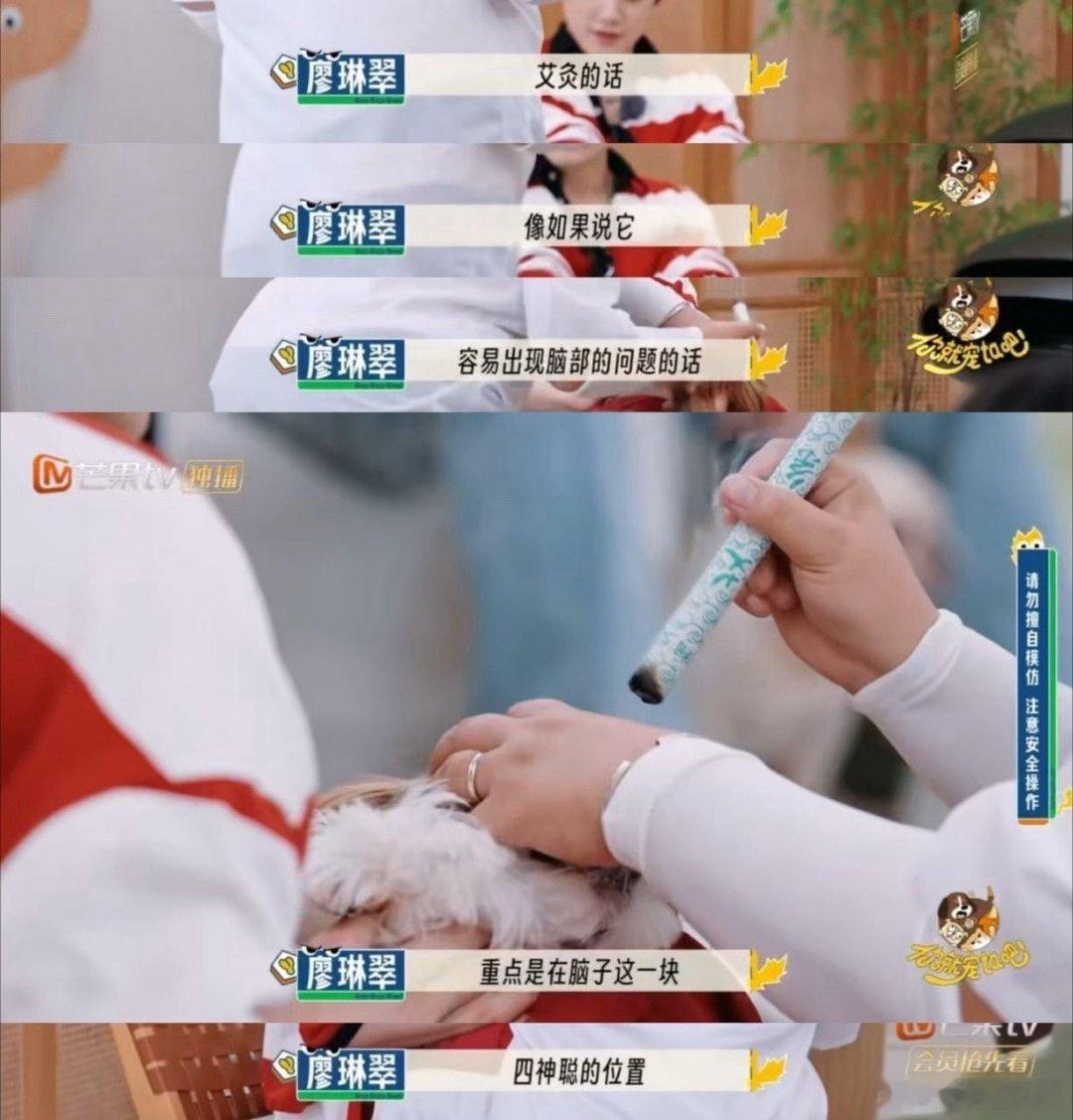 中医的风还是吹到了宠物界你就宠ta吧中医不再是人类专属，已进军宠物界！《你就宠t