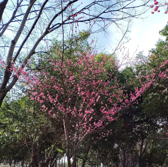 前几天，我说我没做到像饺子导演母亲那样支持孩子，当初没让儿子参加高中数学竞赛。有