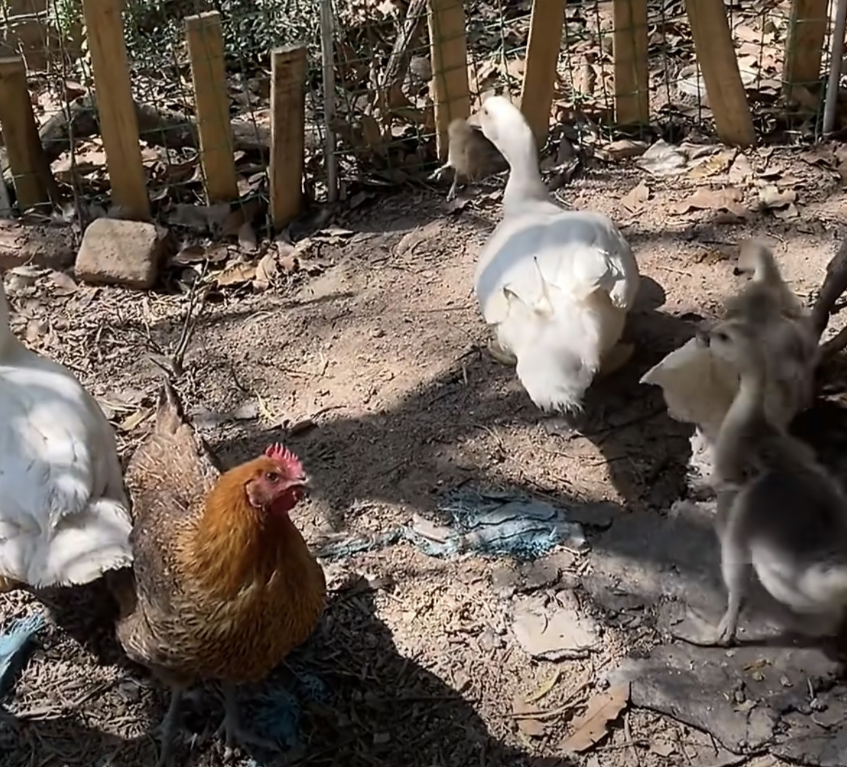 家贼难防！福建一鸭子“活吞”41只小鸡，母鸡全程“吃瓜”围观福建厦门郝女士养了